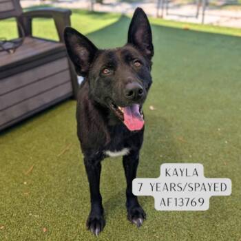 Kayla -  German Shepherd Dog Dog for Adoption - Kayla | PetCurious