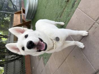 Rescue German Shepherd Dog Dogs for Adoption in San Diego, California - Alfie | PetCurious