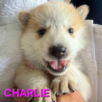 Charlie - available for pre-adoption -  Siberian Husky and Shepherd Dog for Adoption in Los Angeles, California - Charlie - Available For Pre-adoption | PetCurious