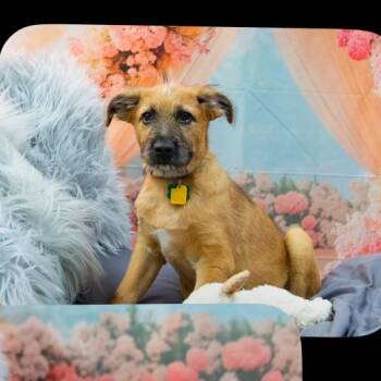 Southall -  Terrier and Mixed Breed Dog for Adoption in Tacoma, Washington - Southall | PetCurious