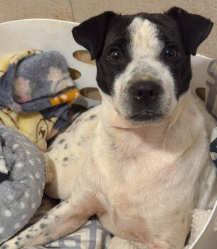 Rescue Boston Terrier and Chihuahua Dogs for Adoption in Troy, Alabama - Angel | PetCurious