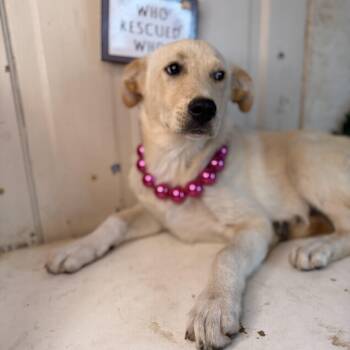 Golden Retriever and Yellow Labrador Retriever Dogs Available for Adoption in Atlanta, Texas - Eliza | PetCurious