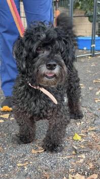 PAPRIKA -  Schnauzer and Poodle Dog for Adoption in Margate, Florida - PAPRIKA | PetCurious
