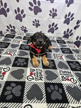 Jack Russell Terrier and Chihuahua Dogs Available for Adoption - Disney | PetCurious