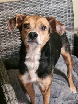 Cleo -  Beagle Dog for Adoption in Cosby, Tennessee - Cleo | PetCurious
