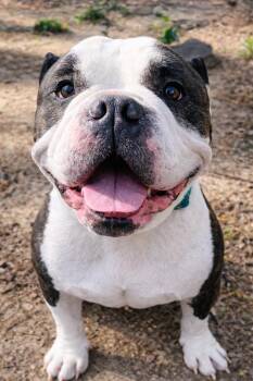 American Bulldog Dogs Available for Adoption - Mack | PetCurious