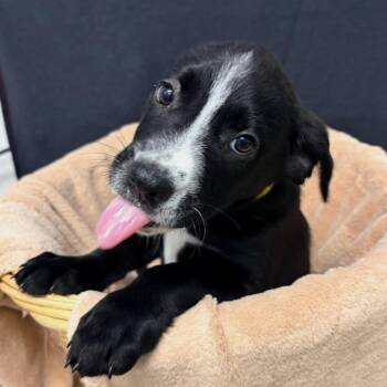 Shepherd and Mixed Breed Dogs Available for Adoption in Belleville, Illinois - Steve (Foster) | PetCurious