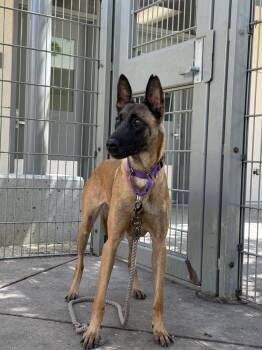 Fern- located in Ca -  Belgian Shepherd Malinois Dog for Adoption in Imlay City, Michigan - Fern- Located In Ca | PetCurious