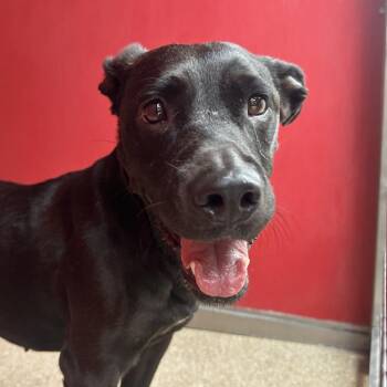 Patrova -  Mixed Breed and Labrador Retriever Dog for Adoption in Reno, Nevada - Patrova | PetCurious