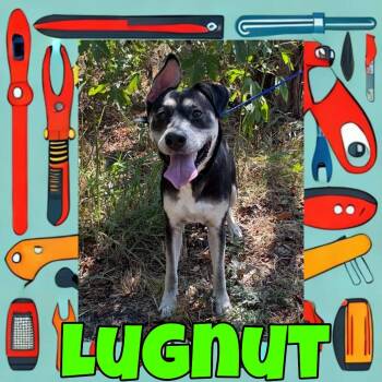 Lugnut -  German Shepherd Dog and Husky Dog for Adoption in Royse City, Texas - Lugnut | PetCurious