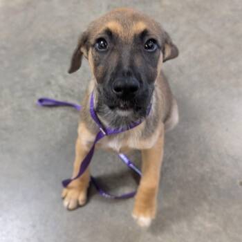 Stewie -  Hound and Shepherd Dog for Adoption in Independence, Kansas - Stewie | PetCurious