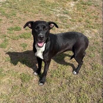 Finn -  Black Labrador Retriever and Mixed Breed Dog for Adoption in Buffalo, Minnesota - Finn | PetCurious
