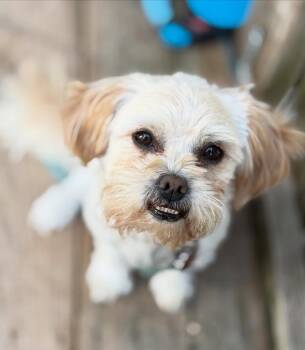 Rescue Shih Tzu Dogs for Adoption in Detroit, Michigan - Dracula | PetCurious
