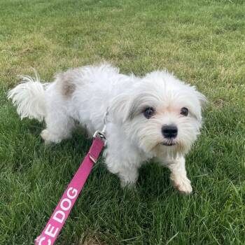 Leo -  Shih Tzu and Mixed Breed Dog for Adoption in Tacoma, Washington - Leo | PetCurious