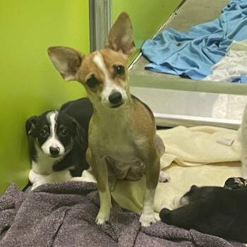 Ein -  Chihuahua Dog for Adoption in Spokane, Washington - Ein | PetCurious