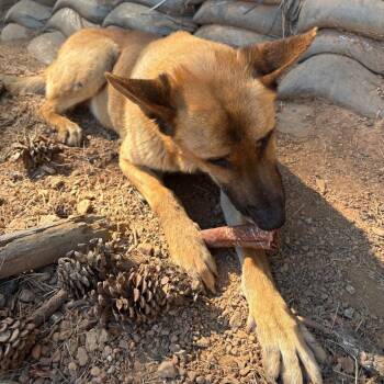 Duke -  Belgian Shepherd Malinois Dog for Adoption in Lakehead, California - Duke | PetCurious