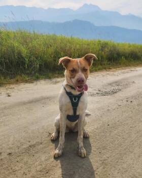 Willow -  Australian Cattle Dog Blue Heeler Dog for Adoption in Calgary, Alberta - Willow | PetCurious