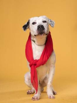 BMO -  Mixed Breed Dog for Adoption in Atlanta, Georgia - BMO | PetCurious