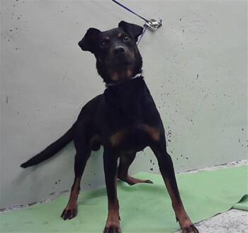 TONY -  Rottweiler and Mixed Breed Dog for Adoption in Houston, Texas - TONY | PetCurious