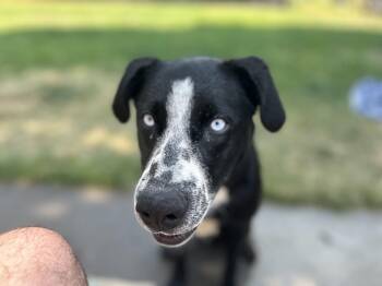 Australian Cattle Dog Blue Heeler and Siberian Husky Dogs Available for Adoption in Hardin, Montana - Franky | PetCurious