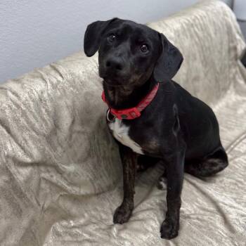 Beagle and Black Labrador Retriever Dogs Available for Adoption - Knight | PetCurious