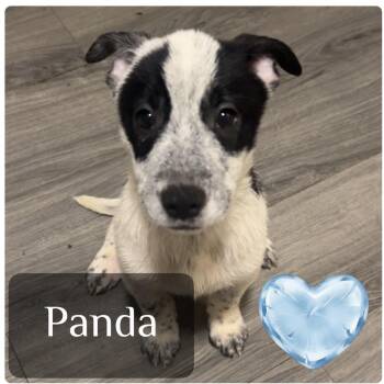 Panda -  Australian Cattle Dog Blue Heeler and Husky Dog for Adoption in Muncie, Indiana - Panda | PetCurious