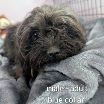 Jack - blue collar -  Mixed Breed Dog for Adoption in West Plains, Missouri - Jack - Blue Collar | PetCurious