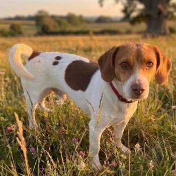 Jack -  Beagle and Chihuahua Dog for Adoption in Pittsfield, Illinois - Jack | PetCurious