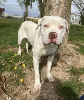 Pit Bull Terrier Dogs Available for Adoption - Molly | PetCurious