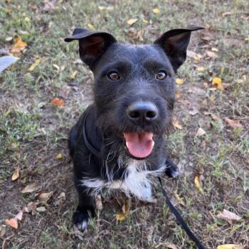 Robert -  Australian Cattle Dog Blue Heeler and Schnauzer Dog for Adoption in Washburn, Missouri - Robert | PetCurious
