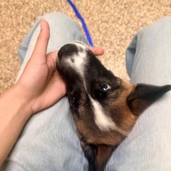Zero -  Akita and Mixed Breed Dog for Adoption in Cheyenne, Wyoming - Zero | PetCurious