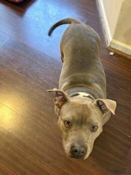 Shakira -  Pit Bull Terrier and Mixed Breed Dog for Adoption in Atlanta, Georgia - Shakira | PetCurious