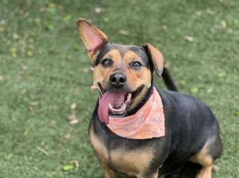 Mixed Breed Dogs Available for Adoption in Charlotte, North Carolina - JAXON | PetCurious