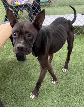 JED -  Mixed Breed Dog for Adoption in Columbia, South Carolina - JED | PetCurious