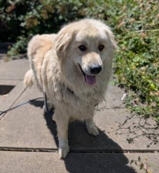 Appa -  Great Pyrenees Dog for Adoption in Santa Rosa, California - Appa | PetCurious