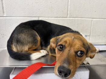 Chihuahua and Mixed Breed Dogs Available for Adoption in San Bernardino, California - DEEDEE | PetCurious