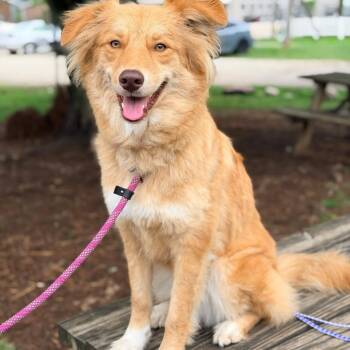 Australian Shepherd Dogs Available for Adoption in Huntington, West Virginia - Gloria | PetCurious