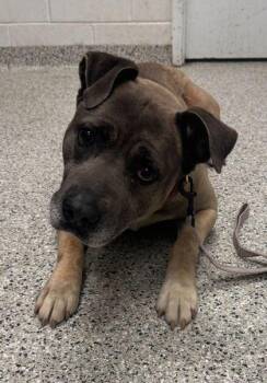 Mixed Breed Dogs Available for Adoption in Kansas City, Missouri - Hudson | PetCurious