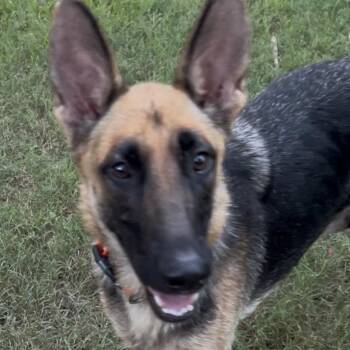 Magnolia -  German Shepherd Dog Dog for Adoption in Bellaire, Texas - Magnolia | PetCurious