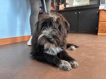 Sheep Dog and Poodle Dogs Available for Adoption in Port Jervis, New York - Kate | PetCurious