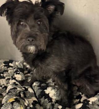 Rescue Schnauzer Dogs for Adoption in Lambertville, New Jersey - Wendy | PetCurious