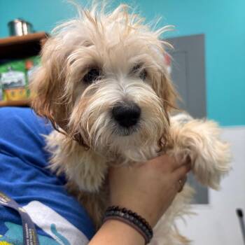 Carrie White -  Shih Tzu Dog for Adoption - Carrie White | PetCurious