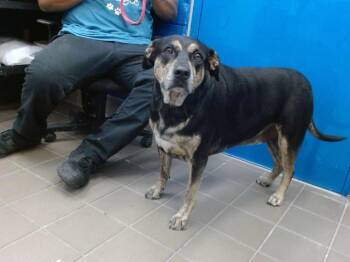 Rottweiler and German Shepherd Dog Dogs Available for Adoption in Albuquerque, New Mexico - CARDI | PetCurious