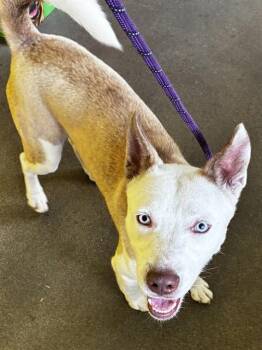 AURORA -  Siberian Husky and Mixed Breed Dog for Adoption - AURORA | PetCurious