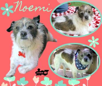 Noemi -  Terrier Dog for Adoption in Lindsay, California - Noemi | PetCurious