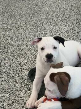 AURORA -  American Bulldog Dog for Adoption in Vaughan, Ontario - AURORA | PetCurious