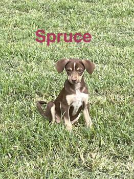 Spruce -  Hound and Cattle Dog Dog for Adoption in Topeka, Kansas - Spruce | PetCurious