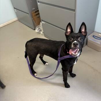 Kalitzo -  Mixed Breed Dog for Adoption in Big Rapids, Michigan - Kalitzo | PetCurious