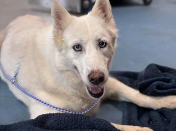 Siberian Husky Dogs Available for Adoption in Pensacola, Florida - GRIZELDA | PetCurious