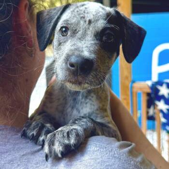 King Bumi -  Mixed Breed Dog for Adoption in Decatur, Georgia - King Bumi | PetCurious